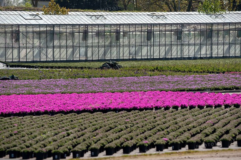 Nursery, plant cultivation, ornamental plants grow in flower pots, outdoors, greenhouse, Düsseldorf-Volmerswerth, Germany, Europe