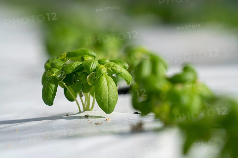 Agriculture, herb nursery, basil seedlings, growing in a greenhouse