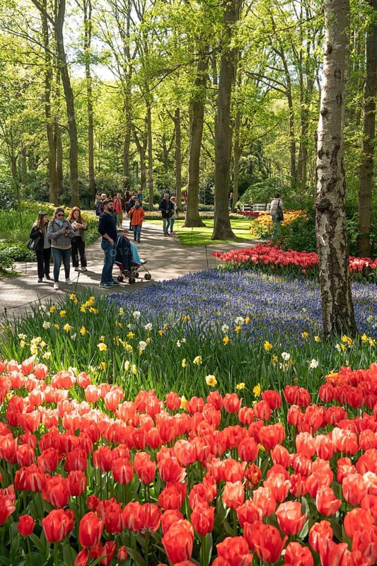 The Keukenhof, gardens, amusement park, spring park, spring flower show, near Lisse, South Holland, Netherlands, tulip, daffodil and hyacinth show with over 7 million flowers, one of the biggest tourist attractions in Holland