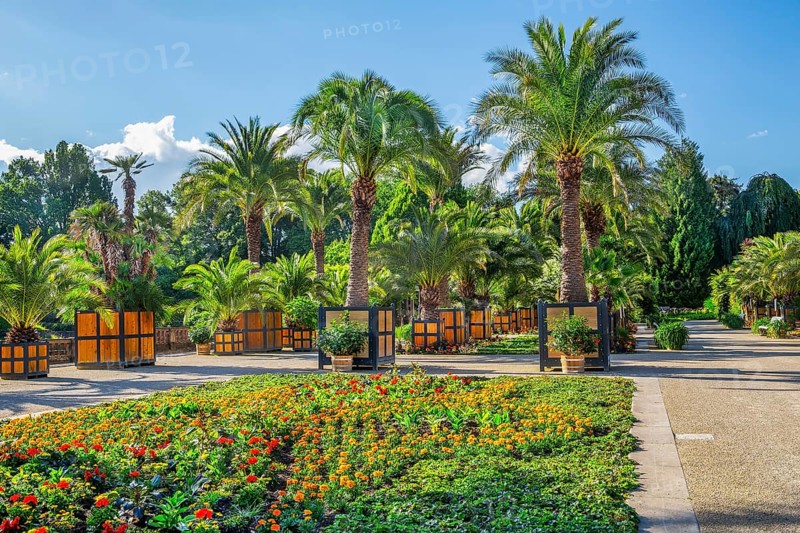 Palm garden in the spa gardens, the largest outdoor palm garden north of the Alps, spa town of Bad Pyrmont, Lower Saxony state spa, Emmer, Emmertal, Weserbergland, Lower Saxony, Germany, Europe