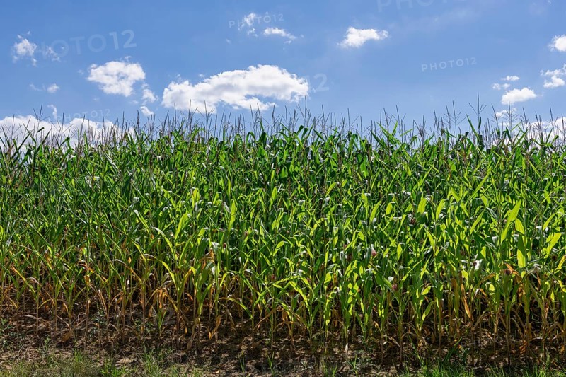 Symbolic image, renewable energies, maize plants, biogas plant, feed maize, maize cobs, clouds, immature, Baden-Württemberg, Germany, Europe