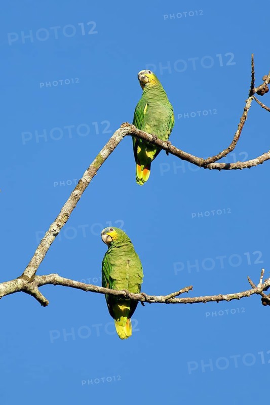 Orange winged parrot, Amazona amazonica amazónica, Amazon Basin, Brazil, South America