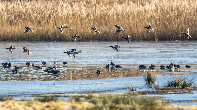 Eurasian Wigeon, (Mareca penelope) birds in flight over marshes at sunrise