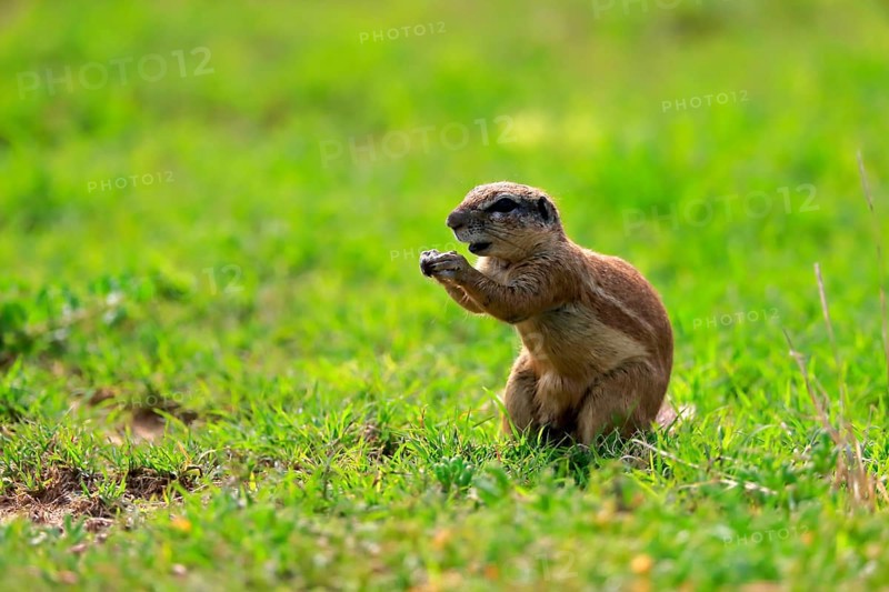 Cape ground squirrel (Xerus inauris), adult, alert, feeding, Mountain Zebra National Park, Eastern Cape, South Africa, Africa