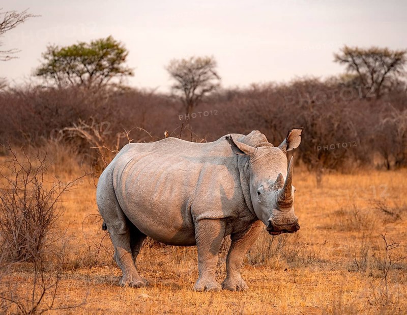 Southern white rhinoceros (Ceratotherium simum simum), rhino in the evening light, Khama Rhino Sanctuary, Serowe, Botswana, Africa