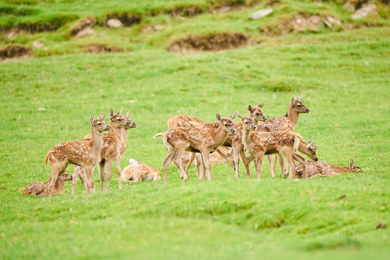 Red deer (Cervus elaphus) fawns standing on a meadow in the mountains in tirol, herd, Kitzbühel, Wildpark Aurach, Austria, Europe