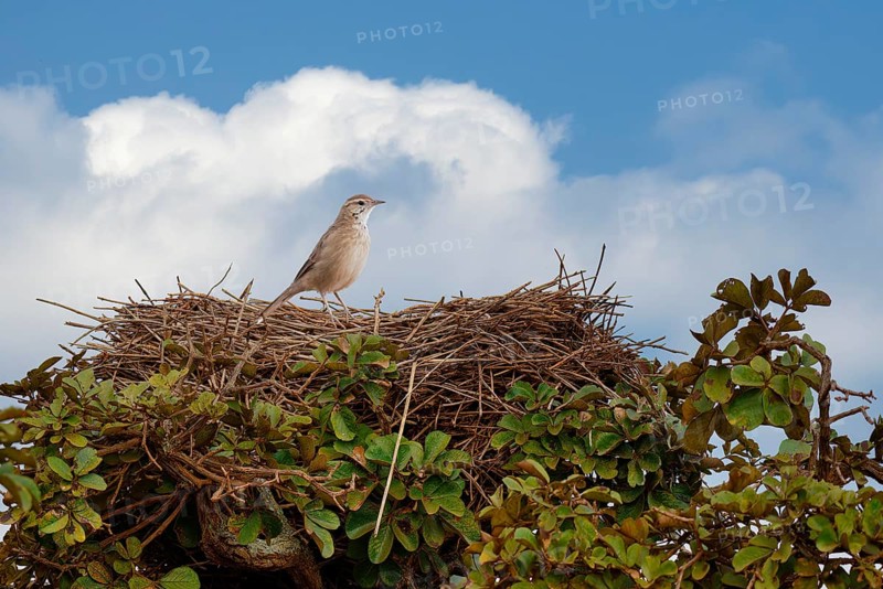 Firewood-gatherer, Anumbius annumbi) on its huge nest, Serra da Canastra National Park, Minas Gerais, Brazil, South America