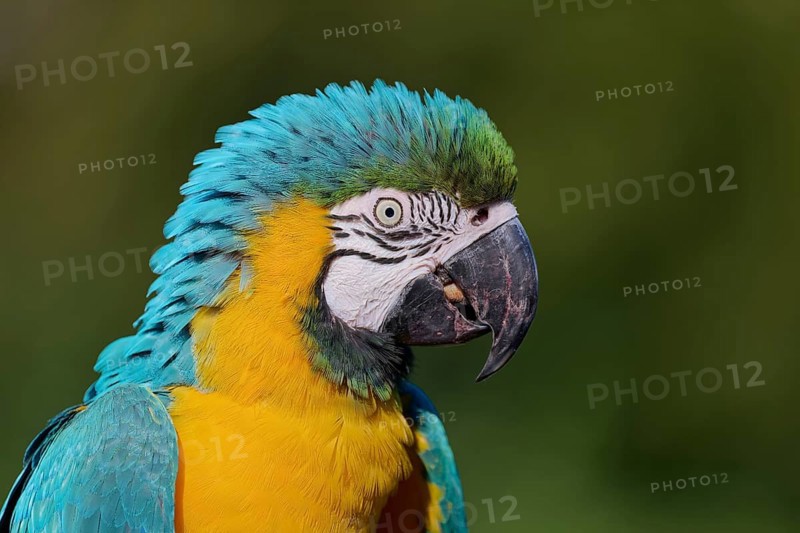 Blue and yellow macaw (Ara ararauna), captive, Lower Saxony, Germany, Europe