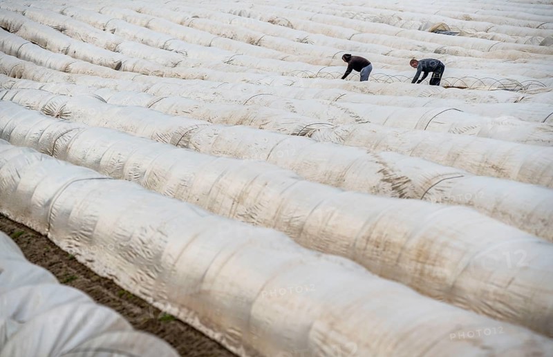 Asparagus harvest in the Rhineland, asparagus pickers at work in an asparagus field covered with plastic sheeting to allow the asparagus to grow better in the cold spring, Dormagen-Broich, North Rhine-Westphalia, Germany, Europe