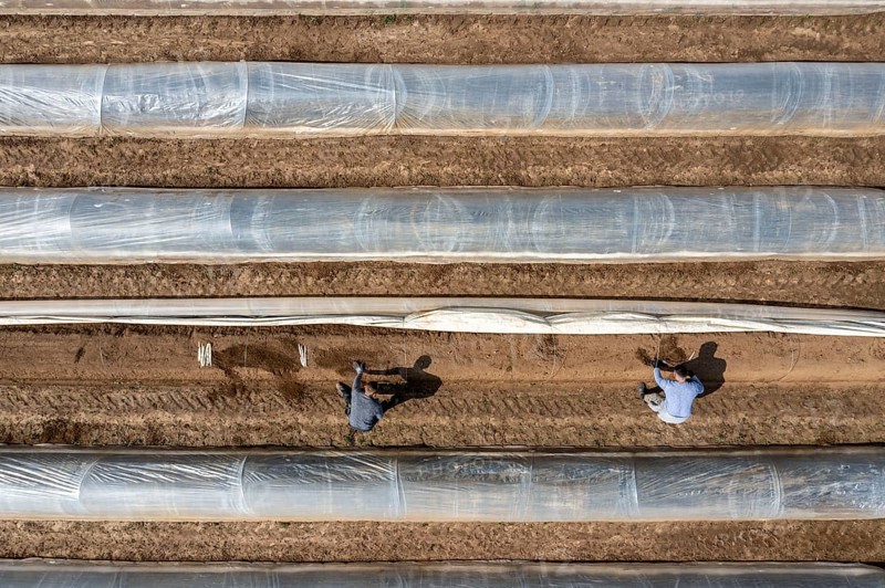 Asparagus harvest in the Rhineland, asparagus pickers at work in an asparagus field covered with plastic sheeting to allow the asparagus to grow better in the cold spring, Dormagen-Broich, North Rhine-Westphalia, Germany, Europe