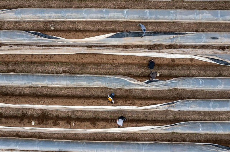 Asparagus harvest in the Rhineland, asparagus pickers at work in an asparagus field covered with plastic sheeting to allow the asparagus to grow better in the cold spring, Dormagen-Broich, North Rhine-Westphalia, Germany, Europe