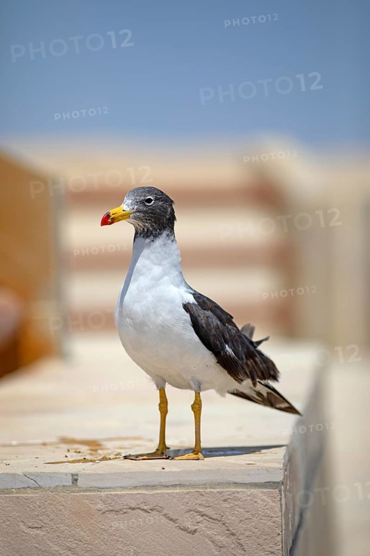 Belcher's gull (Larus belcheri) in the Reserva Nacional de Paracas, Ica region, Pisco province, Peru, South America