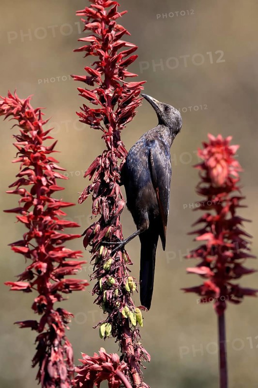 Red-winged Starling (Onychognathus morio), adult, female, foraging, on honeybush (Melianthus major), Kirstenbosch Botanic Gardens, Cape Town, South Africa, Africa