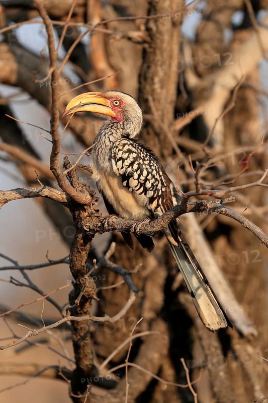 Southern Yellow-billed Hornbill, Red-ringed Hornbill (Tockus leucomelas), adult, on wait, Kruger National Park, Kruger National Park, Kruger National Park South Africa