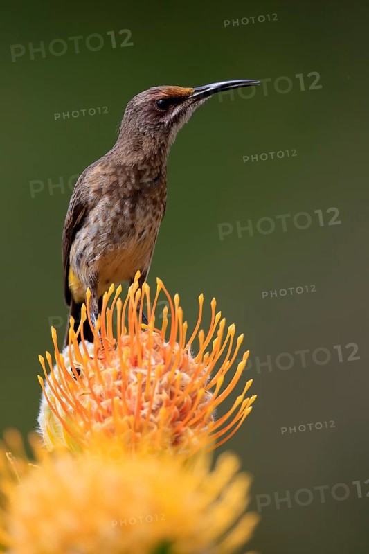 Cape Honeybird (Promerops cafer), adult, male, on flower, Protea, vigilant, Kirstenbosch Botanical Gardens, Cape Town, South Africa, Africa