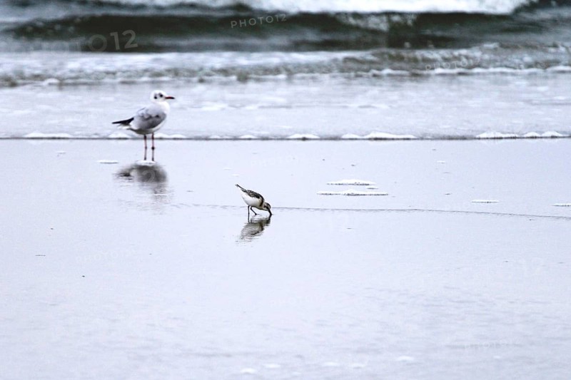 Sanderling Limicole, Black-headed Black-headed Gull, Usedom, September, Mecklenburg-Western Pomerania, Germany, Europe