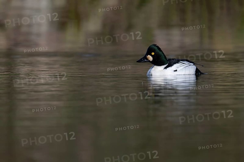 Common goldeneye (Bucephala clangula), Sweden, Europe