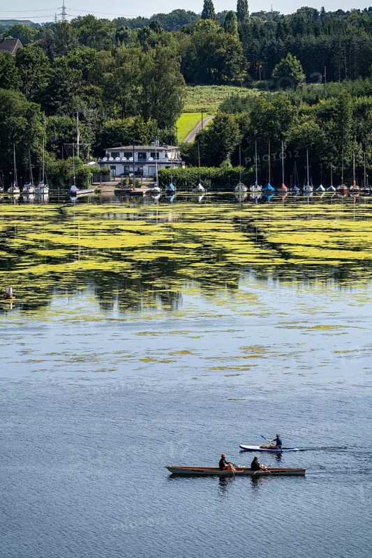 Green carpet of plants on Lake Baldeney in Essen, proliferating aquatic plant Elodea, waterweed, an invasive species, the fast-growing aquatic plant proliferates on large parts of the Ruhr reservoir, increased water temperatures accelerate growth, leisure boat traffic is severely impaired, water sports enthusiasts, the navigation channel is kept clear, Essen, North Rhine-Westphalia, Germany, Europe