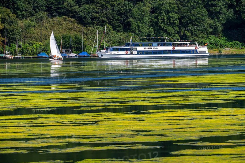 Green carpet of plants on Lake Baldeney in Essen, proliferating aquatic plant Elodea, waterweed, an invasive species, the fast-growing aquatic plant proliferates on large parts of the Ruhr reservoir, increased water temperatures accelerate growth, leisure boat traffic is severely impaired, White Fleet passenger ship, the navigation channel is kept clear, Essen, North Rhine-Westphalia, Germany, Europe