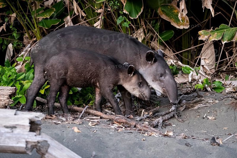 Baird's tapir (Tapirus bairdii), mother and young, in the rainforest, Corcovado National Park, Osa, Puntarena Province, Costa Rica, Central America