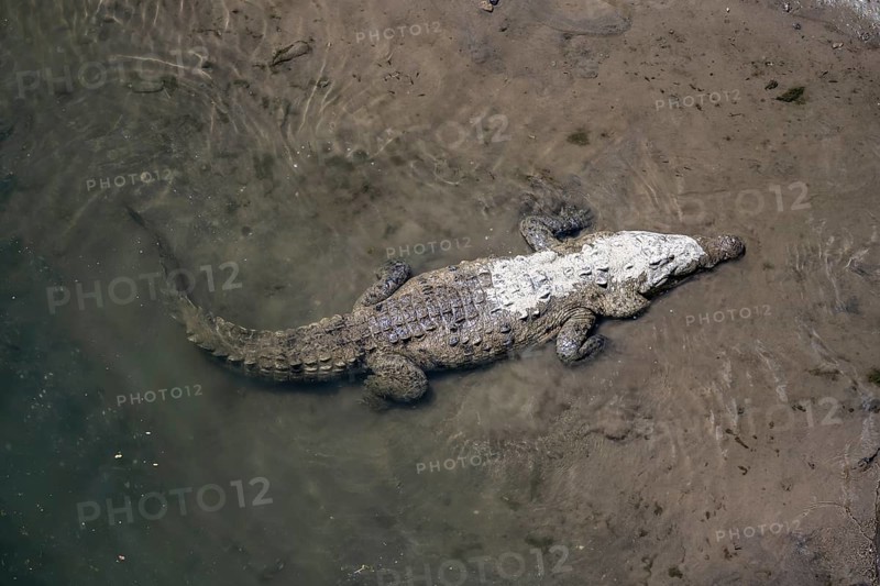 American crocodile (Crocodylus acutus) swimming in the water, from above, Rio Tarcoles, Carara National Park, Puntarenas Province, Costa Rica, Central America