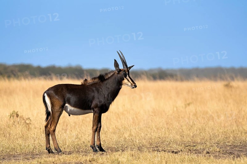 Sable Antelope (Hippotragus niger) portrait. Male animal standing in the African savanna. Side view of the wild animal with antlers. Hwange National Park, Zimbabwe, Africa
