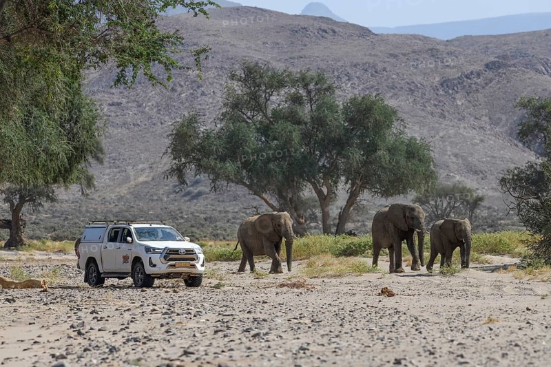 Tourists watching desert elephants (Loxodonta africana) in the Huab dry river, Damaraland, Kunene region, Namibia, Africa