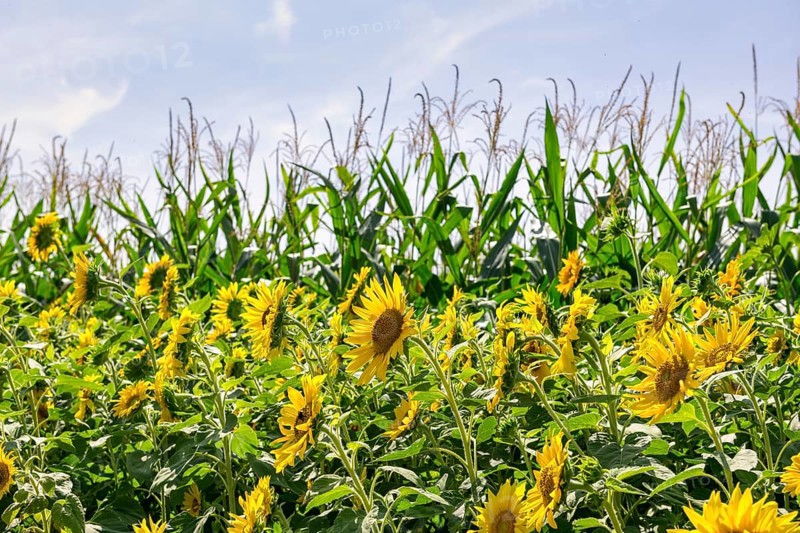 Sunflowers (Helianthus annuus) as a flowering strip on a maize field, Baden-Württemberg, Germany, Europe