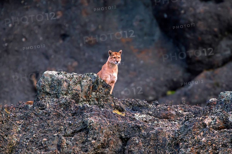 Cougar (Felis concolor patagonica) wbl. Torres del Paine NP, Chile, Torres del Paine NP, South America