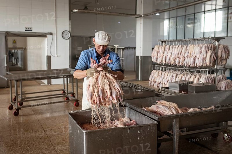 Production of salted ducks factory Nan Jing Ying Tao Yo Co. Ltd., for consumption in restaurants but also for sale as durable products as souvenirs, the frozen ducks come from the duck farms, are salted, brined, dried and scalded, Nanjing, China, Asia