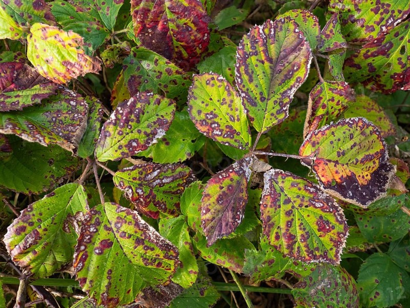 Blackberry Leaves (Rubus sectio Rubus), colorful leaves caused by autumn color and mildew, island of Texel, Holland