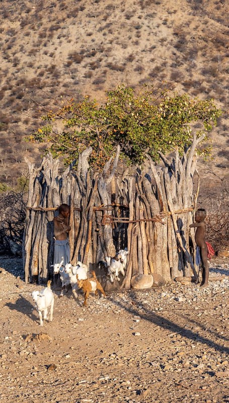 Himba children at a kraal, young goats are let out of the kraal, traditional Himba village, Kaokoveld, Kunene, Namibia, Africa