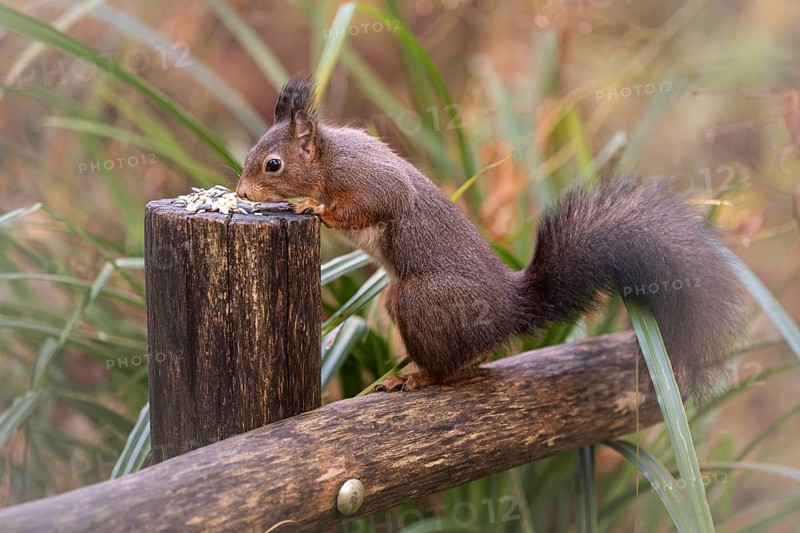 Eurasian squirrel (Sciurus) standing on a wooden fence, holding on to a wooden post, eating, feeding place, with light brush ears, background reed in green and parts blurred in earth tones, Rombergpark Dortmund, North Rhine-Westphalia, Germany, Europe