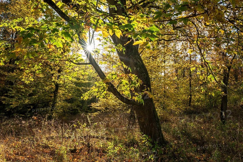 Mountain maple (Acer pseudoplatanus) in autumn with colourful leaves, backlit with sun star, Thuringia, Germany, Europe