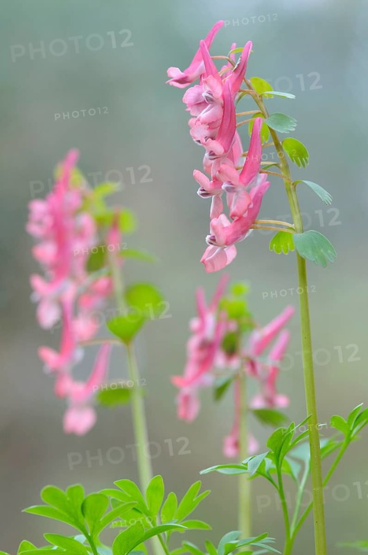 Corydalis solida (Corydalis solida), Emsland, Lower Saxony, Germany, Europe