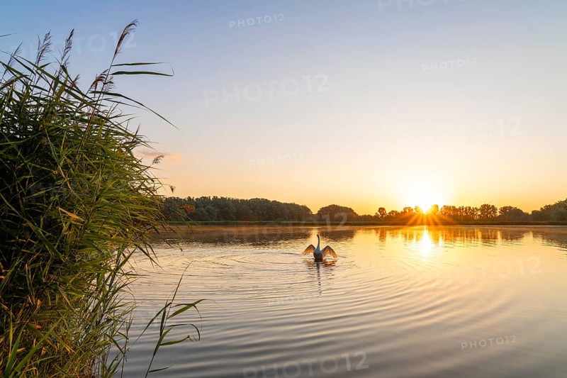 Sunrise at a pond, mute swan (Cygnus olor), reed (Phragmites australis), trees, sun star, Thuringia, Germany, Europe