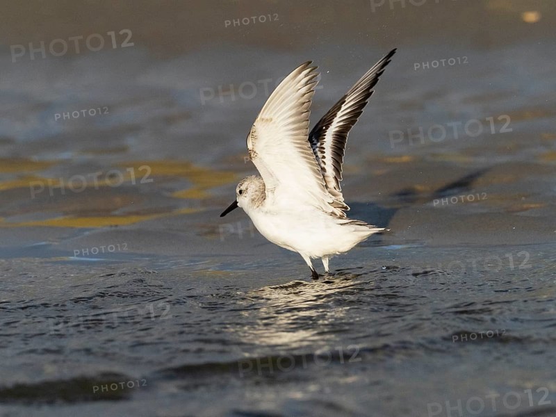 Sanderling (Calidris alba), flapping its wings after bathing in a sea pool, island of Texel, Holland