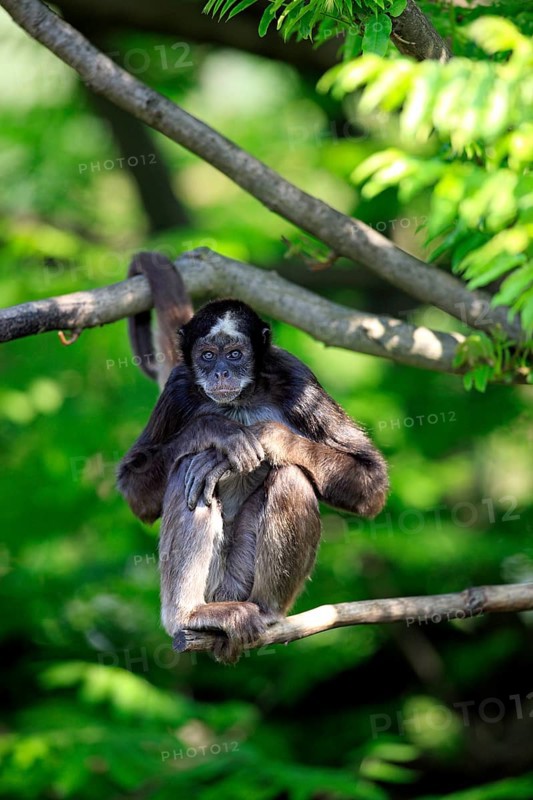 Variegated Spider Monkey (Ateles belzebuth hybridus)