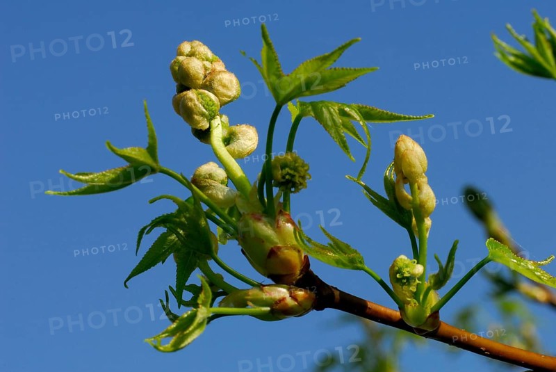 Sweet Gum Tree(Liquidambar styraciflua)