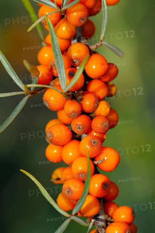 Common buckthorn, North Rhine-Westphalia, Germany, Europe