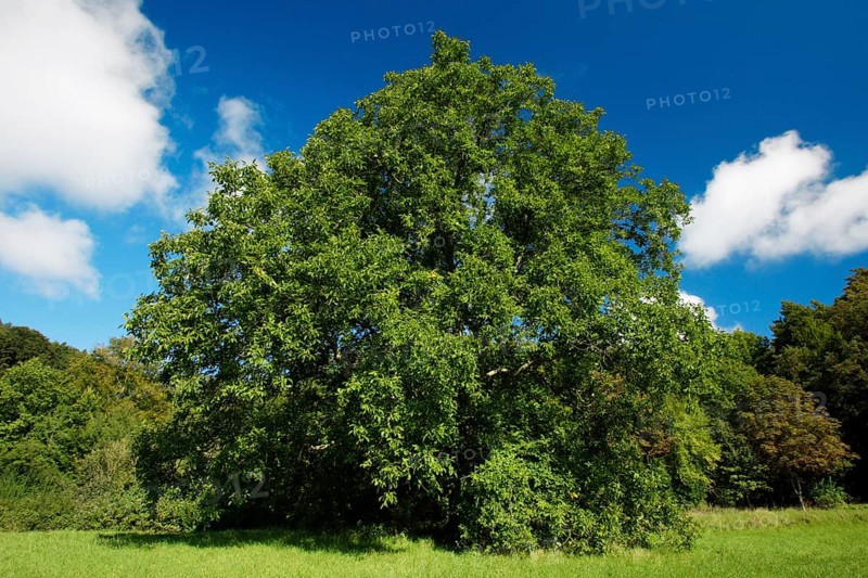 Walnut Tree (Juglans regia), Germany, Europe