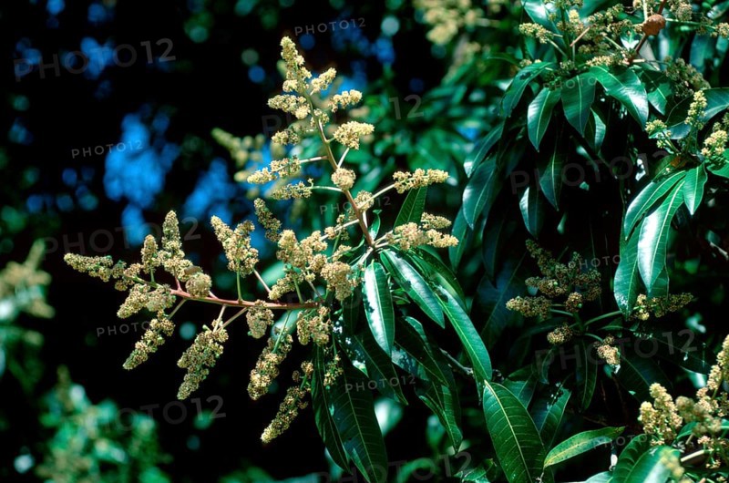 Mango tree (Mangifera indica)