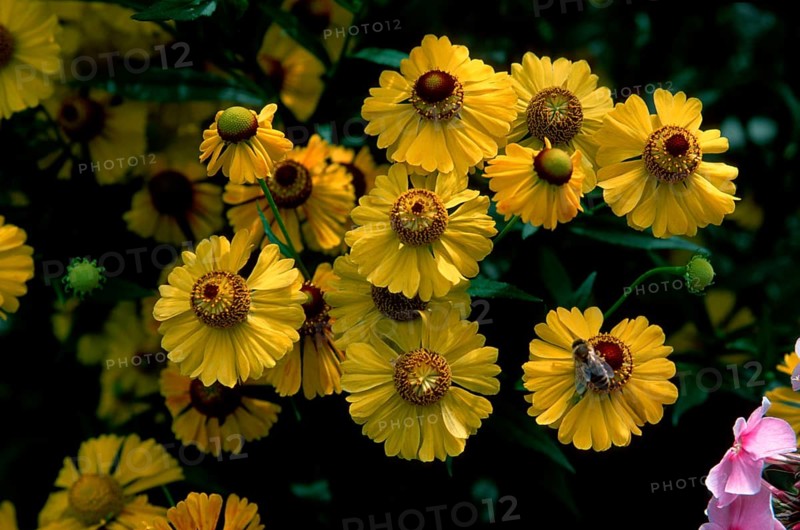 Helenium (Helenium-Hybride)