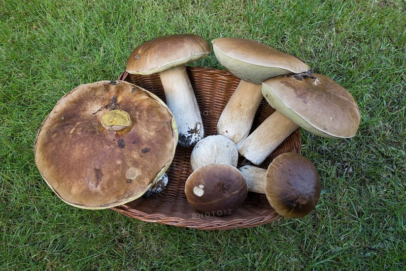 King boletes (Boletus edulis), Emsland, NIedersachsen, Germany, Europe