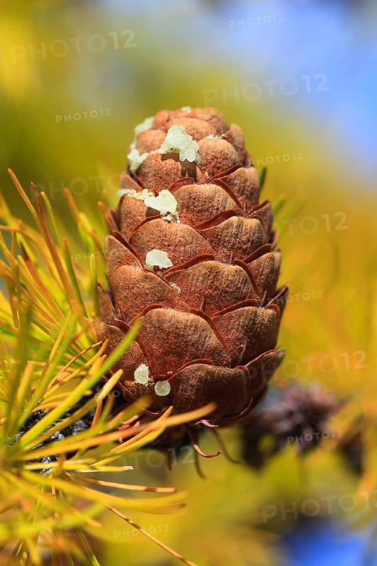 European larch ( Larix decidua) , cone, cone, Switzerland, Europe