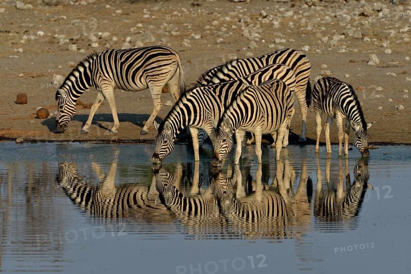 Burchell's Zebras (Equus quagga burchelli) drinking at the waterhole Chudop, Etosha National Park, Namibia, Africa