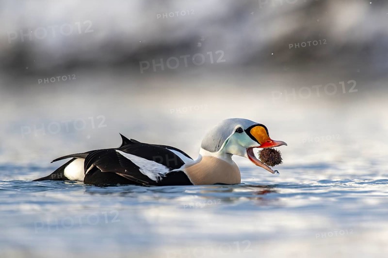 King eider (Somateria spectabilis), also known as King Eider, male eating a sea urchin, Batsfjord, Båtsfjord, Varanger Peninsula, Finnmark, Northern Norway, Norway, Europe