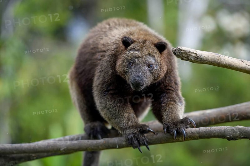 Doria tree kangaroo (Dendrolagus dorianus) in a nature park, Mount Hagen, Western Highlands, Papua New Guinea, Oceania