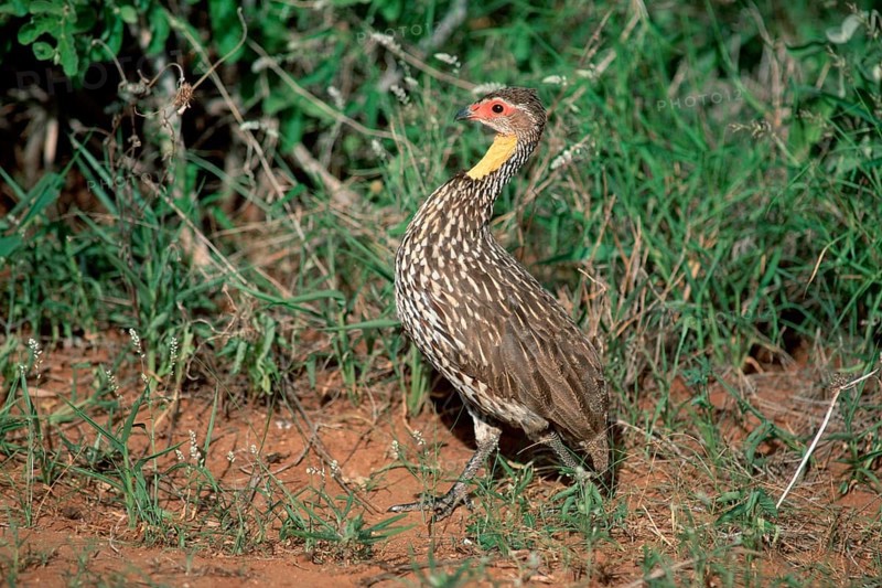 Yellow-necked Spurfowl (Francolinus leucoscepus), Samburu Game Reserve, Kenya (Pternistis leucoscepus), yellow-necked spurfowl, Samburu Game Reserve, Kenya, lateral, side, Africa