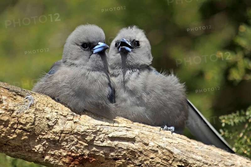 Black (Artamus cinereus) Faced Woodswallows, young, Northern Territory, Australia, Oceania